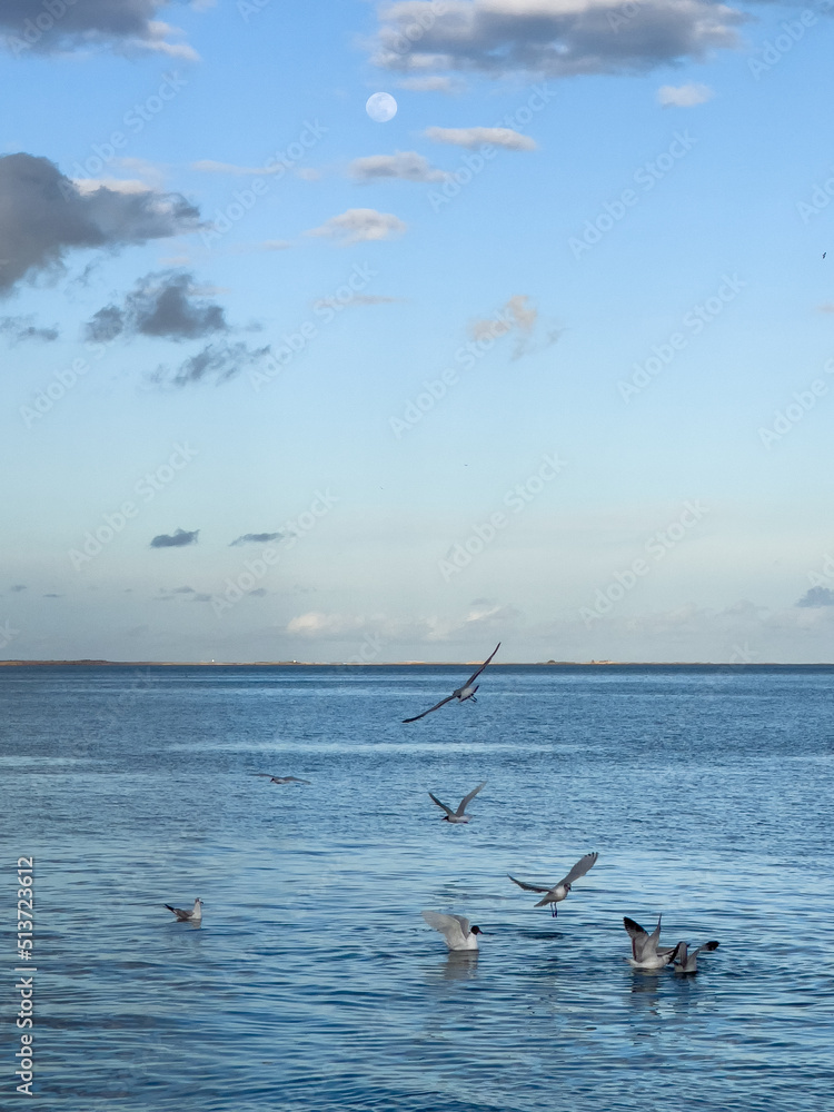 Flock of seagull birds flying over the sea