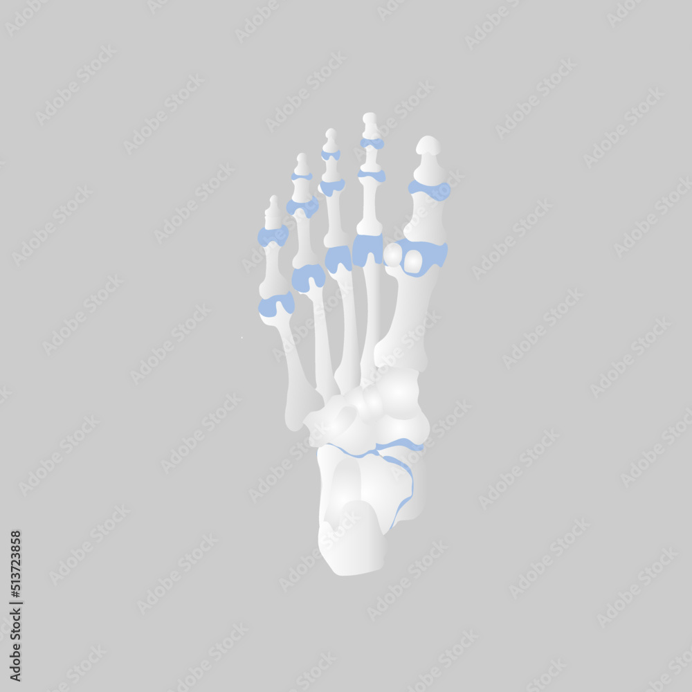 bone of the foot anatomy, internal organs body part orthopedic health