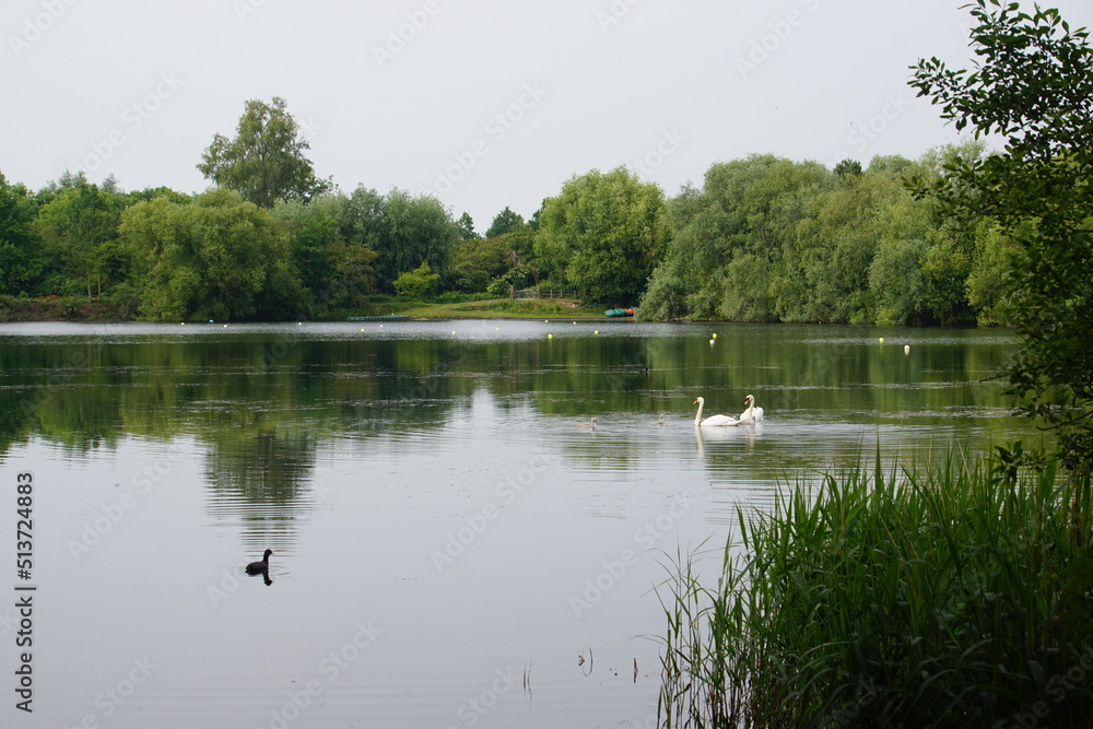 Swans at Milton Country Park, Cambridge, June 2022 Swans at Milton Country Park, Cambridge, June 2022