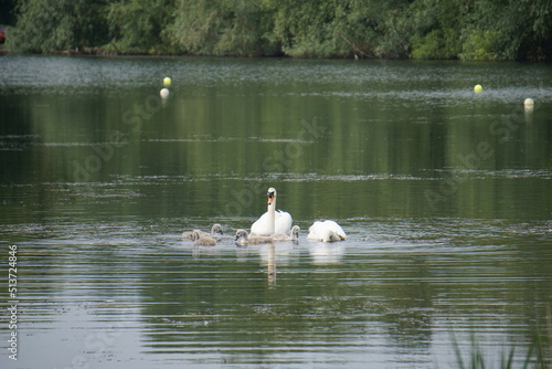 Swans at Milton Country Park, Cambridge, June 2022 photo