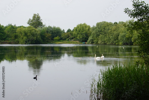 Swans at Milton Country Park, Cambridge, June 2022