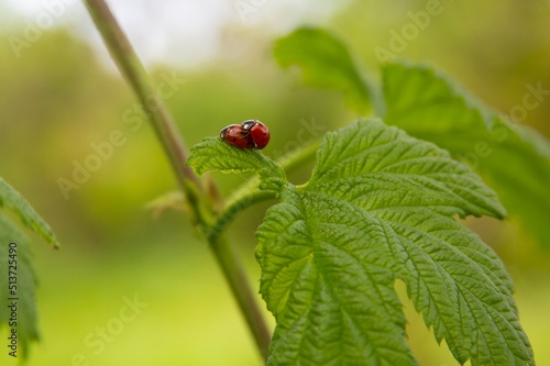 Ladybug beetles sit on a green leaf