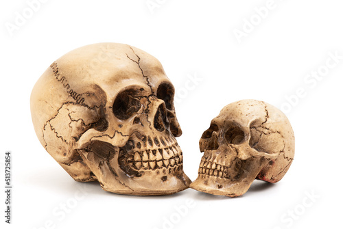 Old skulls model isolated on white background with clipping path.