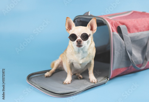 Fototapeta Naklejka Na Ścianę i Meble -  brown chihuahua dog wearing sunglasses sitting in front of traveler pet carrier bag on blue background, isolated. Safe travel with animals.