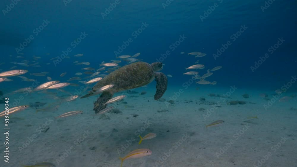 Seascape with Green Sea Turtle in the coral reef of Caribbean Sea, Curacao Seascape with Green Sea Turtle in the coral reef of Caribbean Sea, Curacao