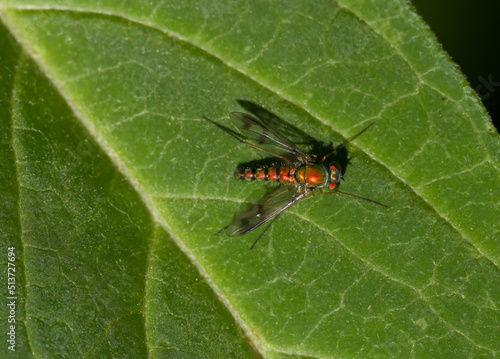 Long Legged Fly (Dolichopodidae) rests on a leaf in the sun on a June morning