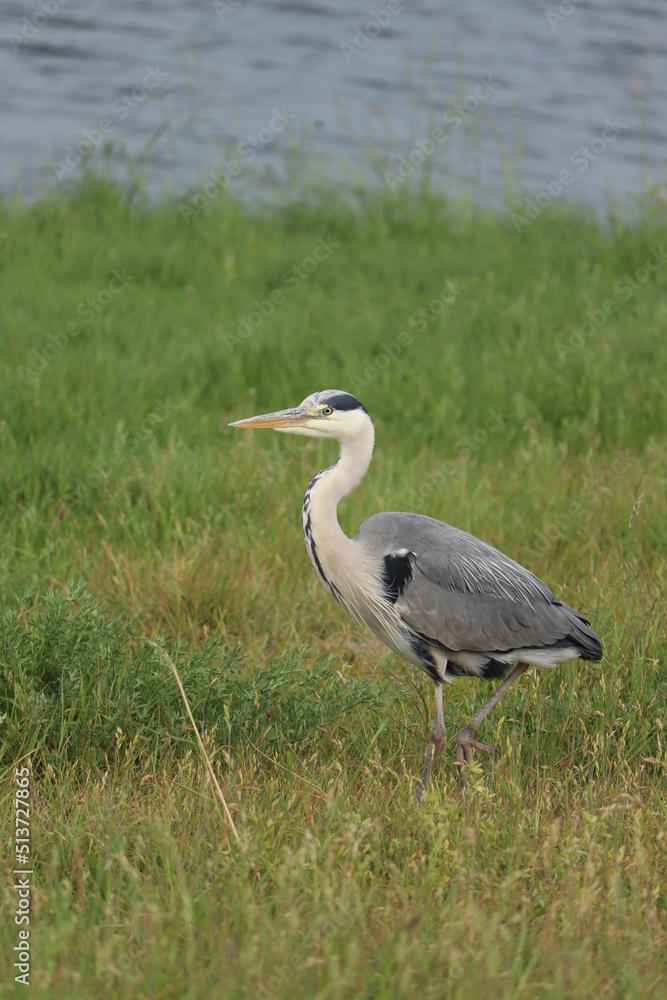 Obraz premium A big grey heron
