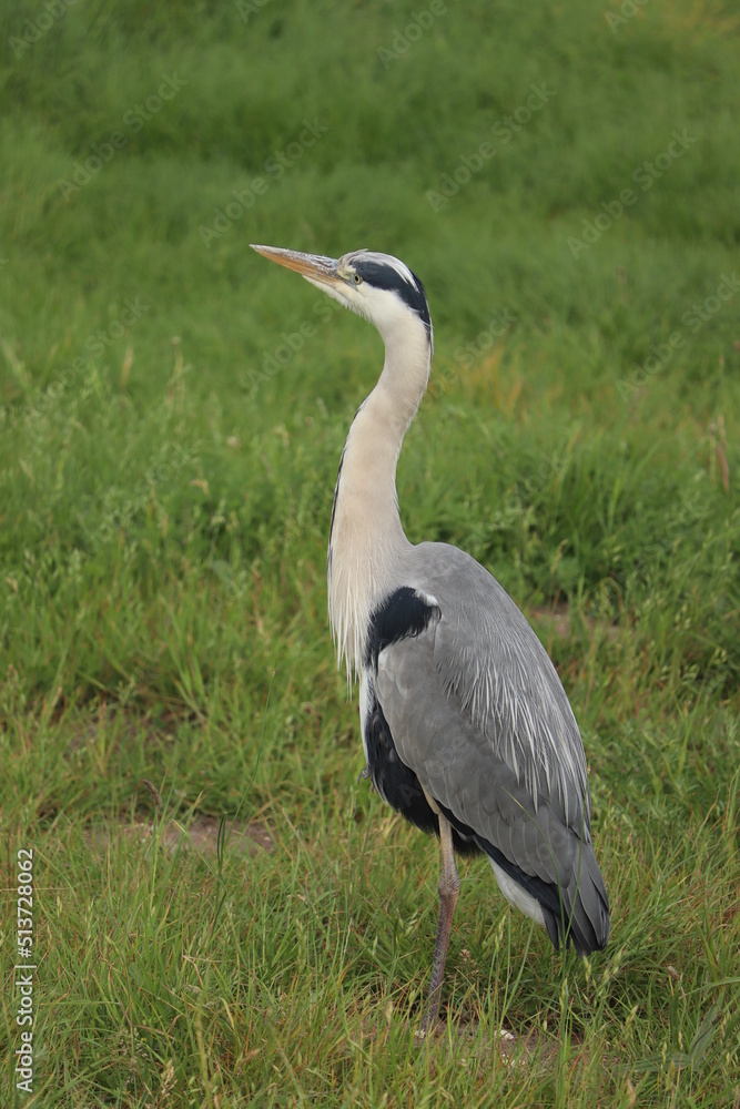 Obraz premium A big grey heron