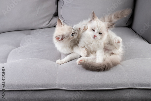 Kittens playing on the couch