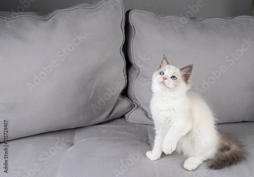 Kitten on the couch.