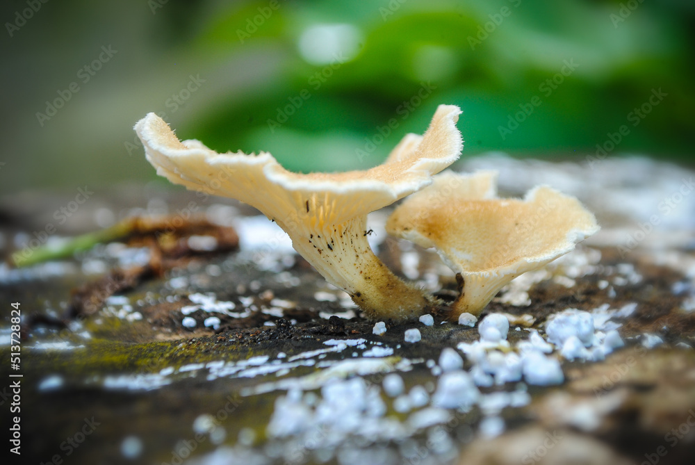 Naklejka premium mushroom on the tree