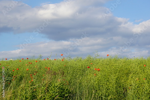 Poppies, meadow, polish fields, Lower silesia, summer 2022 Maki i habry na polu, dolnyslask, lato 2022