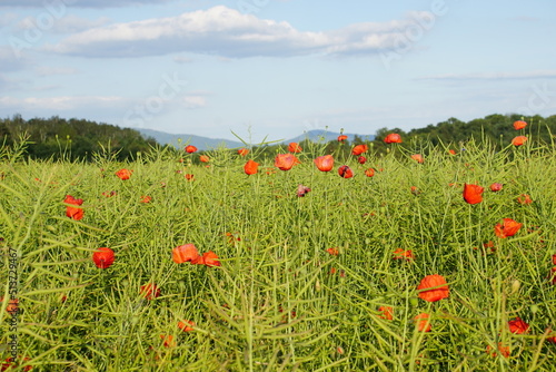 Poppies  meadow  polish fields  Lower silesia  summer 2022 Maki i habry na polu  dolnyslask  lato 2022