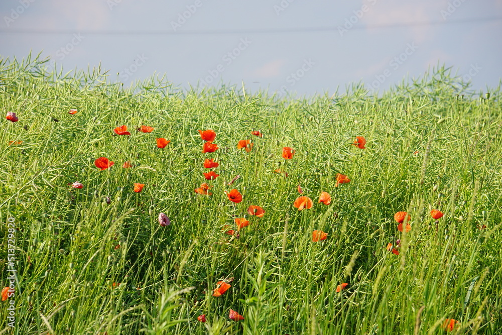 Poppies, meadow, polish fields, Lower silesia, summer 2022 Maki i habry na polu, dolnyslask, lato 2022