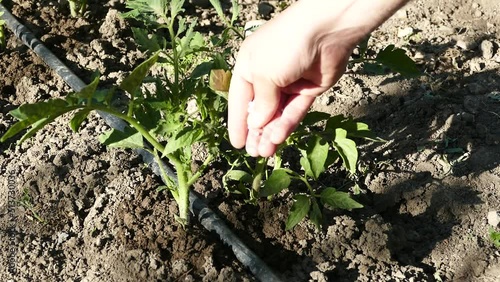 use of chemical fertilizers on vegetables, white urea fertilizer on tomatoes,