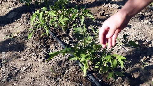 the use of urea fertilizer for vegetables, the farmer using white urea fertilizer, photo