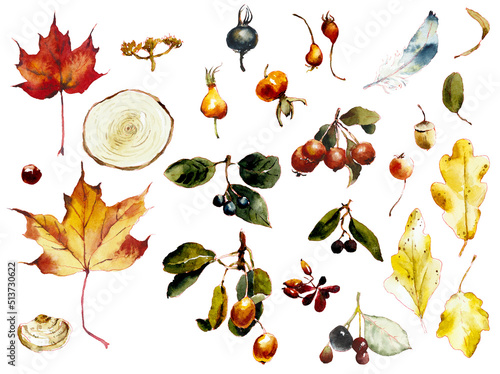 Autumn leaves and fruits. Fall cliparts. Watercolor hand drawn illustration