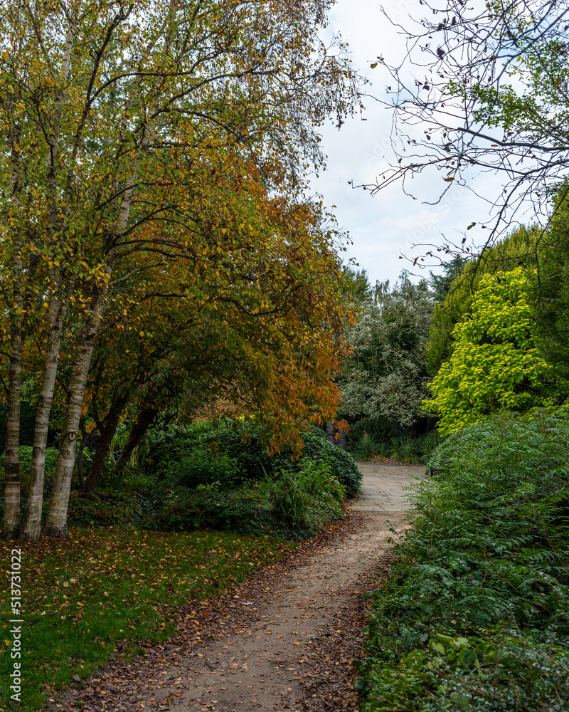 Fototapeta premium path in the woods in autumn