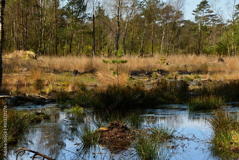 Landscape in Spring in the Fen Pietz Moor, Schneverdingen, Lower Saxony Landscape in Spring in the Fen Pietz Moor, Schneverdingen, Lower Saxony