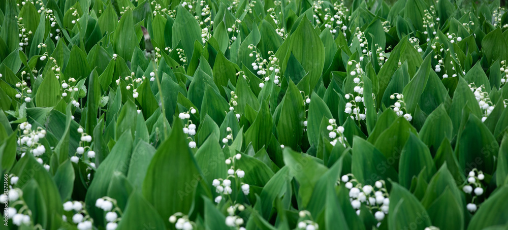 Obraz premium Blooming lily of the valley flowers in a clearing in the forest. Natural background with blooming lilies of the valley. Dizzying aroma. Selective focus. Summer.