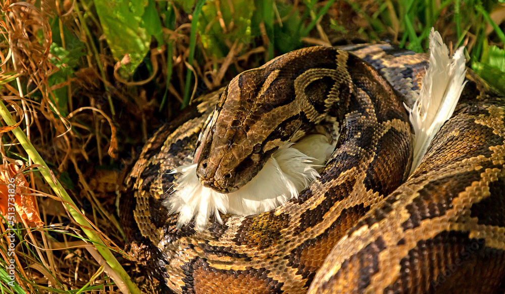 Poster The python has caught its prey – Wall Art | UkPosters