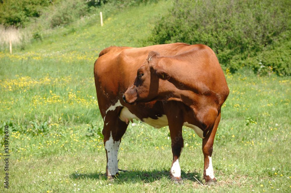 cow is standing on green grass