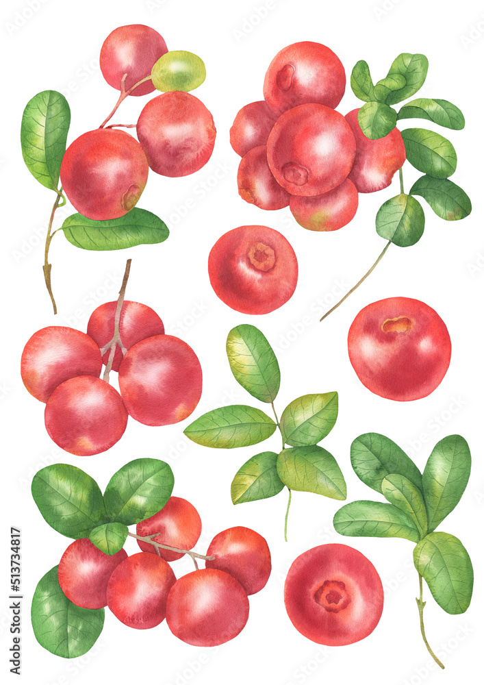 Watercolor Cranberry set Watercolor Cranberry set