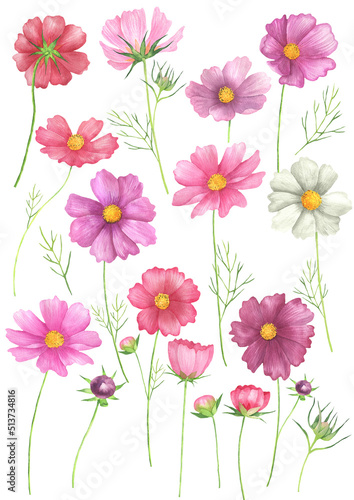 Watercolor Cosmos Flowers set