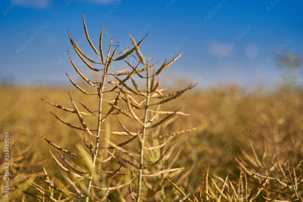 Fototapeta premium Ripe canola field