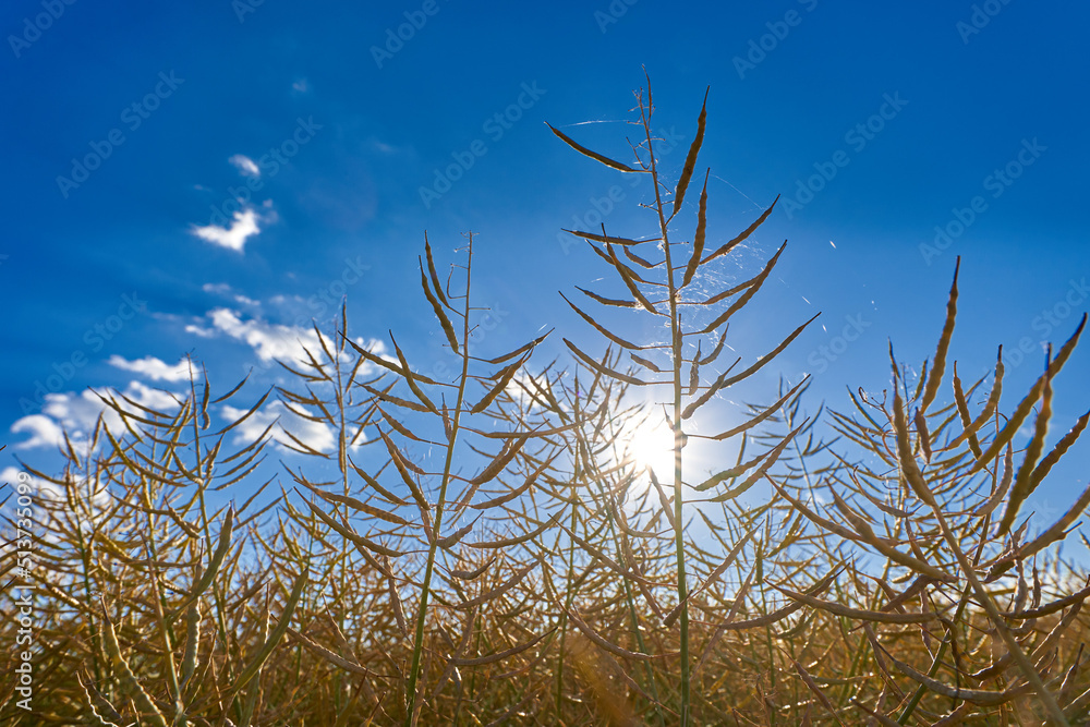 Ripe canola field