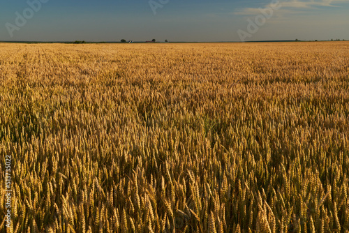 Wheat field at sunset