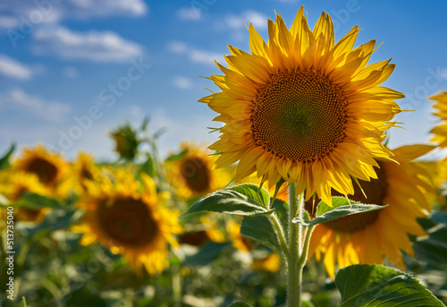 Fototapeta Naklejka Na Ścianę i Meble -  Sunflower field ripening