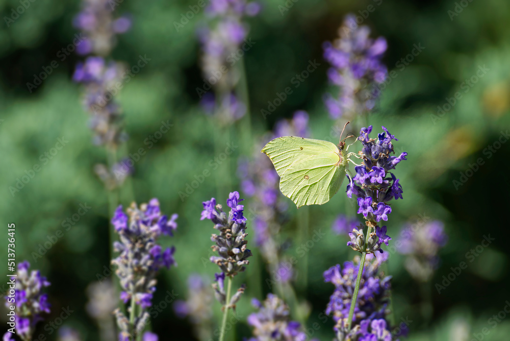 Naklejka premium Common brimstone butterfly (Gonepteryx rhamni) sitting on lavender in Zurich, Switzerland