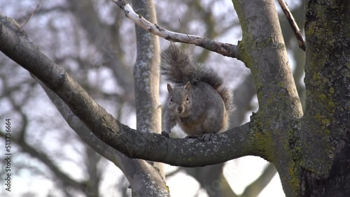 squirrel sits in a hollow on a tree. Squirrel eats nuts. the squirrel sits on a tree and eats a nut. the nut falls and she runs after it