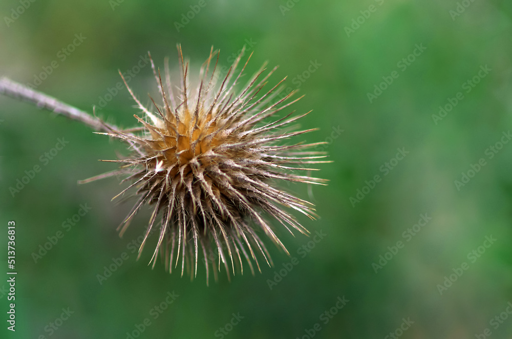 Dry plants on a green background. Poster. Floral concept. Selective focus.