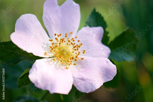 A light flower on a green background