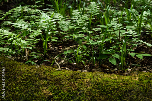 Green moss and little plants in the forest 6