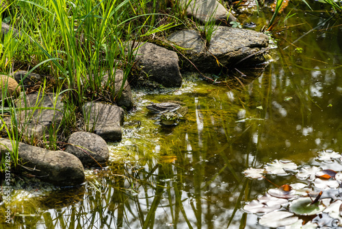 Two frogs Rana ridibunda (pelophylax ridibundus) sit on stones in pond against blurred background of stone shore. Selective focus. Close-up. Natural habitat. Nature concept for design