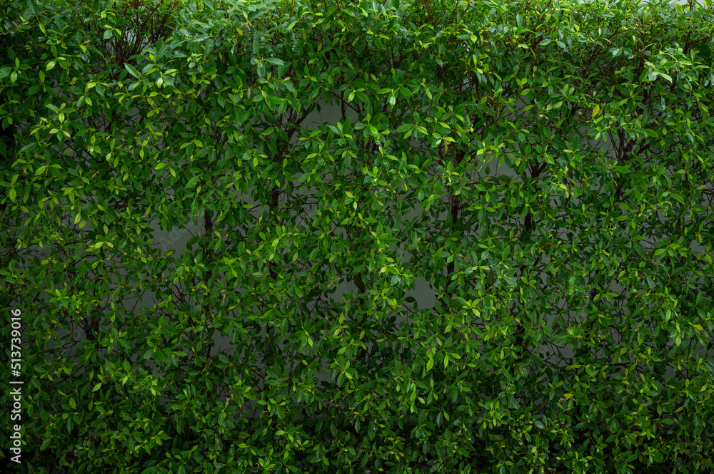 green leaves natural background wallpaper, texture of leaf, leaves with space for text green leaves natural background wallpaper, texture of leaf, leaves with space for text