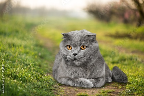 Cute cat, laying down. Looking beside and away from camera photo