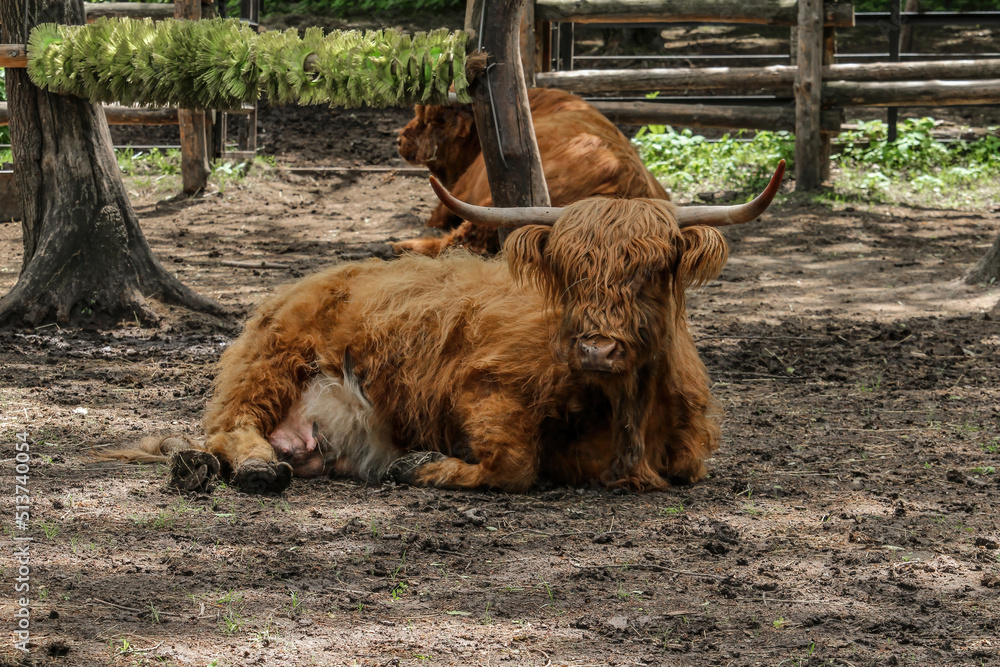 Fototapeta premium A Highland Cow bos taurus taurus or sometimes known as a Hairy Coo are a rustic cattle breed reared for beef and found throughout.