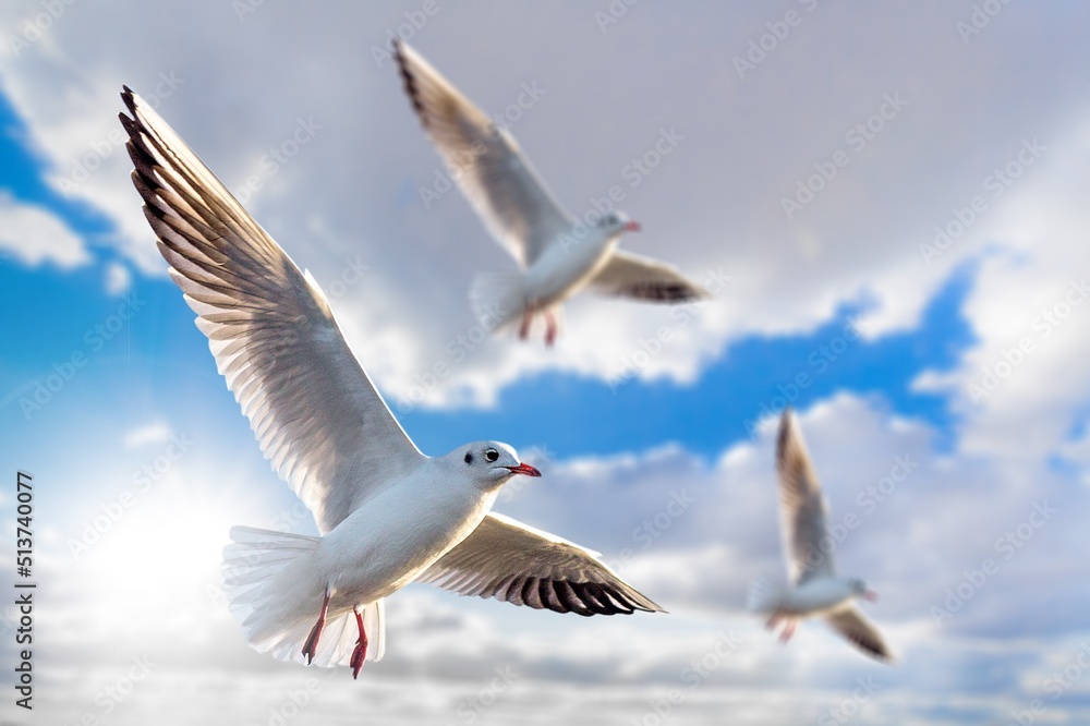 Beautiful sunny sky with white clouds and flying seagull birds
