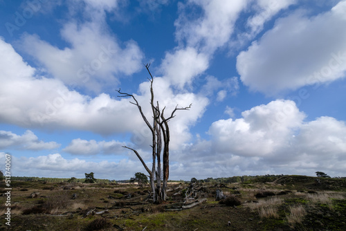 Leuvenumse bossen, Hulshortserzand photo