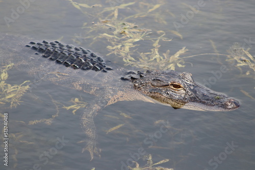 Just out for a swim