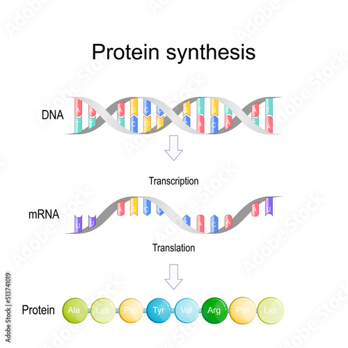 transcription and translation. Protein synthesis.