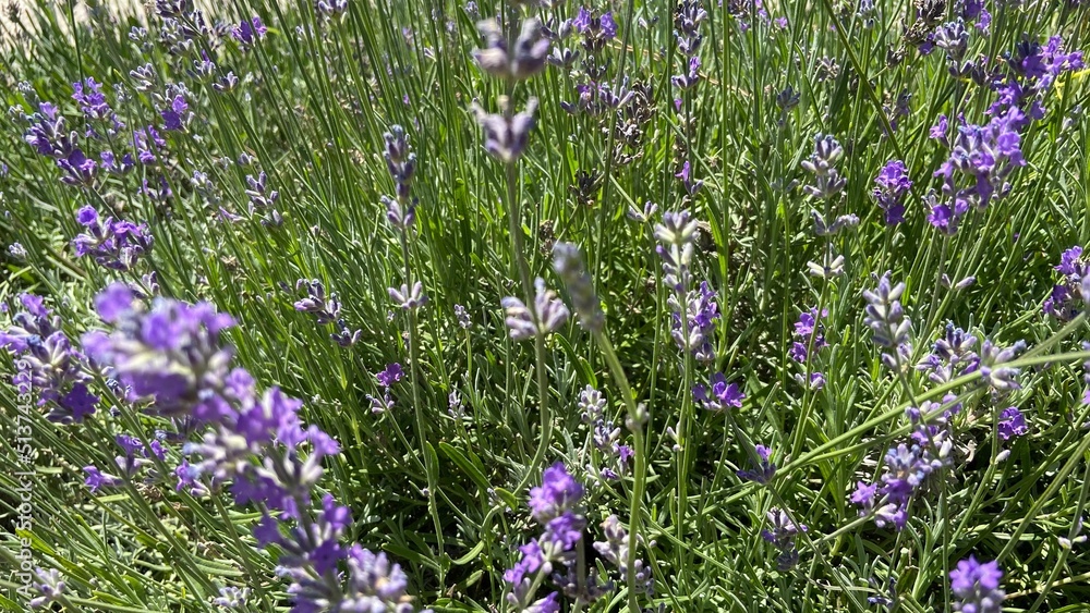 Fototapeta premium lavender field in spring