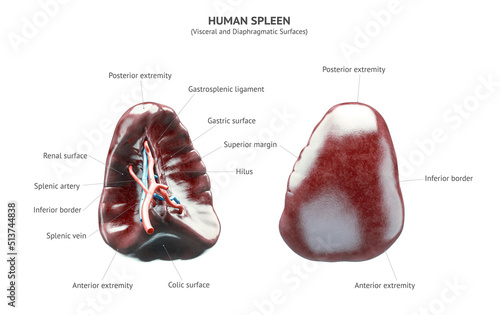 Cuadro en lienzo Anatomically accurate realistic 3d illustration of human internal organ - spleen isolated on white background