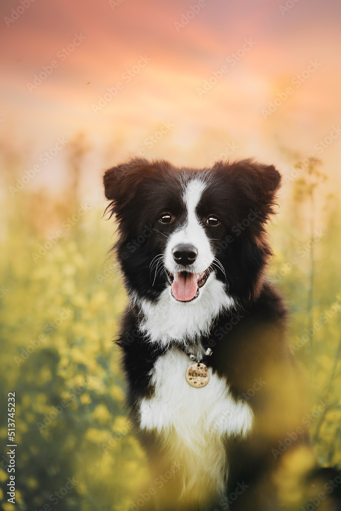 black and white border collie puppy in a yellow field yellow background
