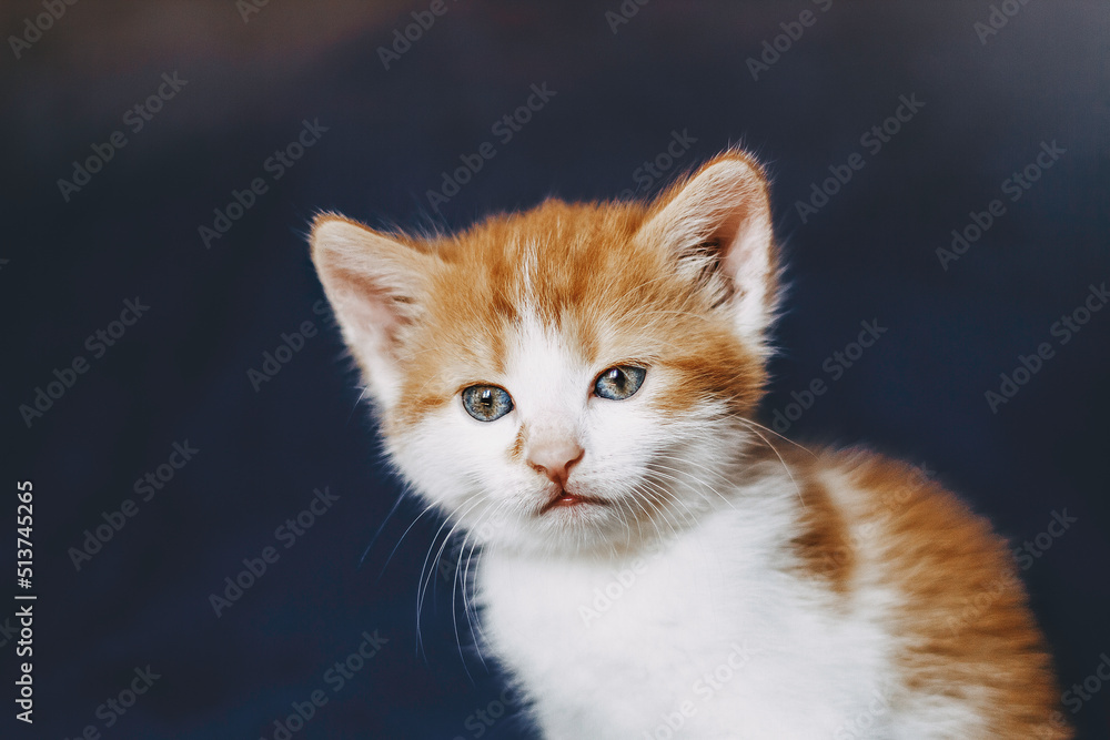 beautiful red kitten with blue eyes on a blue background