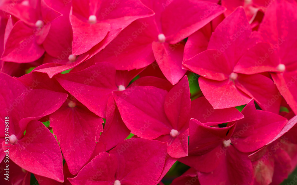 blooming pink young hydrangea ,background of pink blooming hydrangea flower